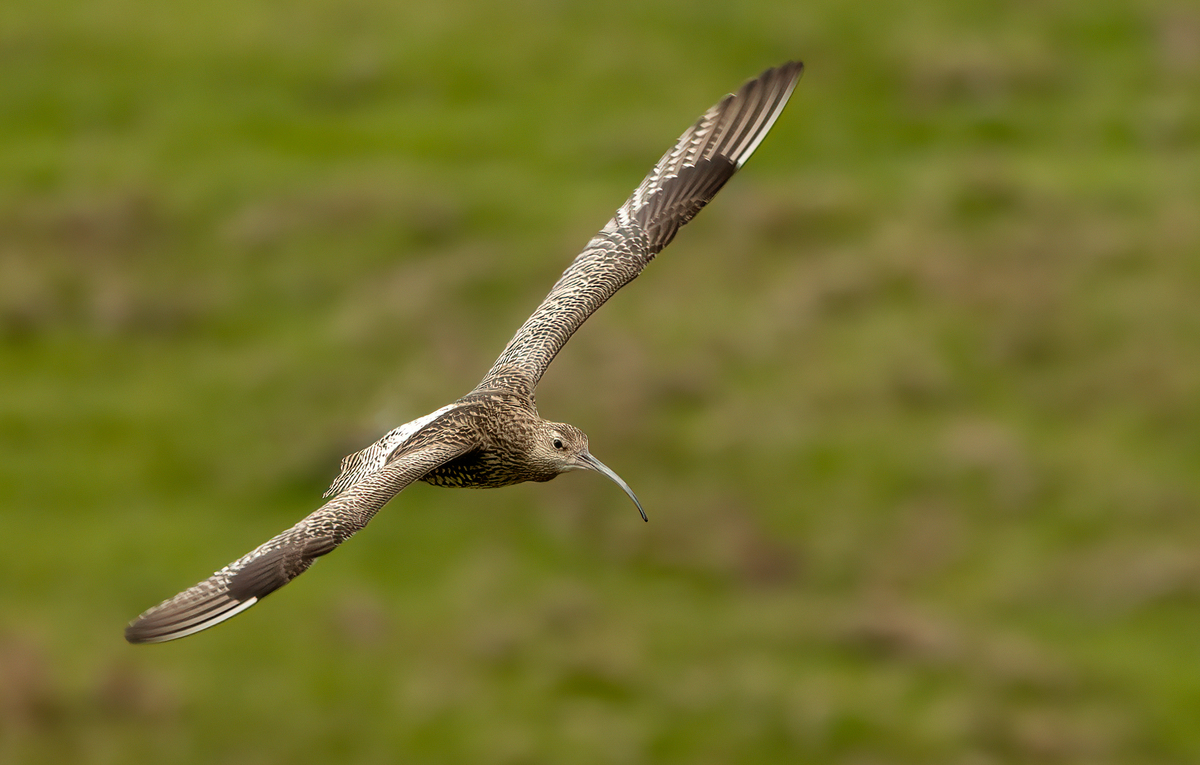 HC Curlew in Flight by John Austin